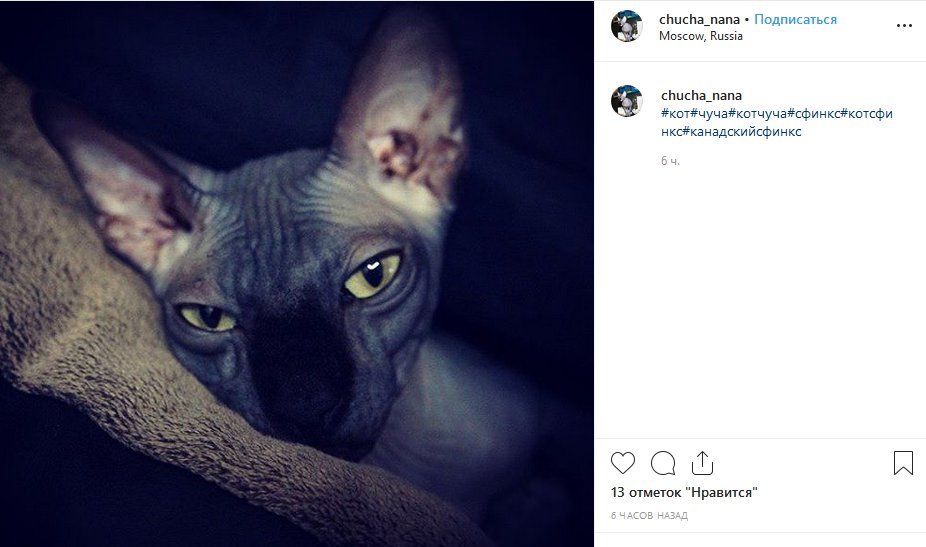 Скриншотс instagram.com/chucha_nana